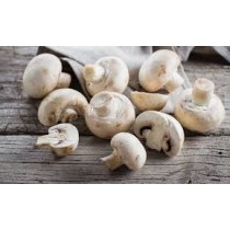 funghi freschi champignon di stagione